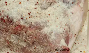Mięso pokryte mieszanką przypraw, w tym widoczne płatki chili. To skład soli peklowej, klucz do domowych wędlin.