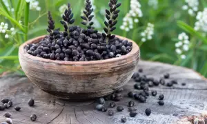 Miska z nasionami pluskwicy groniastej, naturalne zioła na menopauzę i uderzenia gorąca, na tle zieleni i białych kwiatów.
