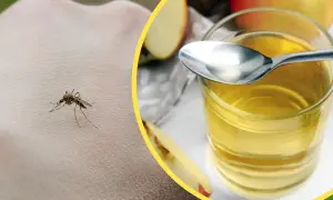 Komar na skórze i szklanka z płynem, być może ocet na komary jako naturalny sposób na pozbycie się ich.