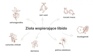 Ilustracja przedstawia zioła wspierające libido: żeń-szeń, korzeń maca, ashwagandha, cytryniec chiński, damiana, palma sabałowa i buzdyganek.