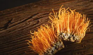 Dwa pomarańczowe grzyby cordyceps, które wyglądają jak małe, puszyste szczoteczki, leżą na drewnianej desce. Cordyceps co to? To niezwykły grzyb.