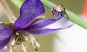 Kleszcz na fioletowym kwiecie. Czyżby szukał naturalnych ziół na kleszcze?