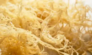 Zbliżenie na suszone, żółtawe niteczki sea moss, przypominające delikatną koronkę.