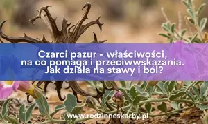 Dzikie kwiaty i sucha, kolczasta roślina, znana jako czarci pazur, z napisem o jej właściwościach leczniczych.