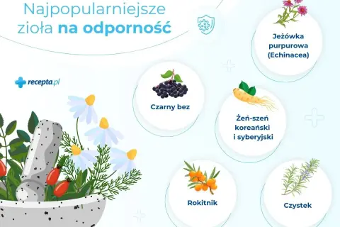 Zioła na odporność: jeżówka, czarny bez, żeń-szeń, rokitnik, czystek i dzika róża w moździerzu.