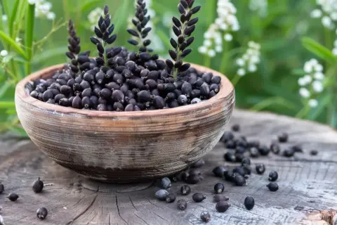 Miska z nasionami pluskwicy groniastej, naturalne zioła na menopauzę i uderzenia gorąca, na tle zieleni i białych kwiatów.