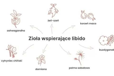 Ilustracja przedstawia zioła wspierające libido: żeń-szeń, korzeń maca, ashwagandha, cytryniec chiński, damiana, palma sabałowa i buzdyganek.