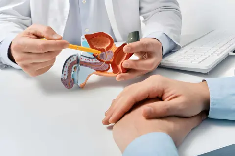 Lekarz omawia z pacjentem model układu moczowo-płciowego, wskazując na obszar prostaty, co może dotyczyć problemów z zapaleniem prostaty.