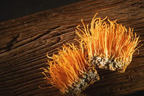 Dwa pomarańczowe grzyby cordyceps, które wyglądają jak małe, puszyste szczoteczki, leżą na drewnianej desce. Cordyceps co to? To niezwykły grzyb.