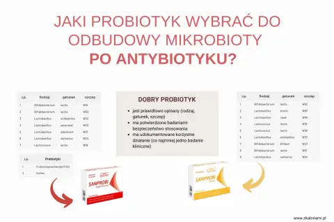 Wybór probiotyku po antybiotyku: zestawienie szczepów bakterii i prebiotyków, z przykładami produktów Sanprobi.