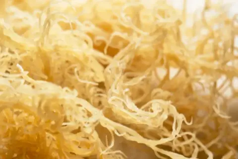 Zbliżenie na suszone, żółtawe niteczki sea moss, przypominające delikatną koronkę.