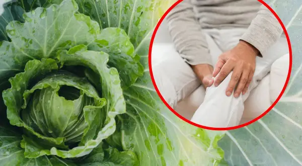 Okłady z kapusty na bolące kolano. Świeża, zielona kapusta i dłoń masująca staw.