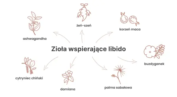 Ilustracja przedstawia zioła wspierające libido: żeń-szeń, korzeń maca, ashwagandha, cytryniec chiński, damiana, palma sabałowa i buzdyganek.