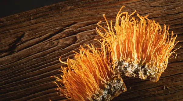 Dwa pomarańczowe grzyby cordyceps, które wyglądają jak małe, puszyste szczoteczki, leżą na drewnianej desce. Cordyceps co to? To niezwykły grzyb.