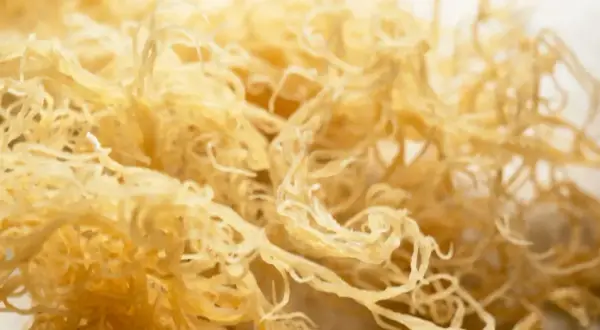 Zbliżenie na suszone, żółtawe niteczki sea moss, przypominające delikatną koronkę.