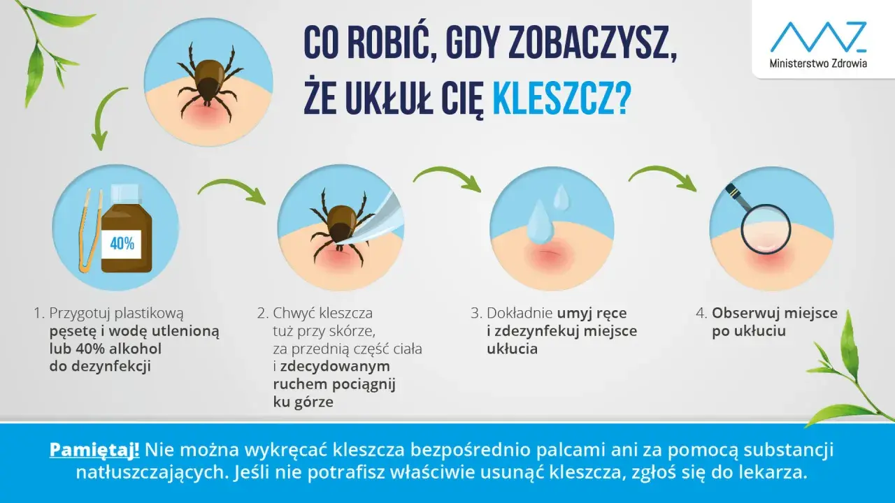 Jak wyjąć kleszcza domowym sposobem: przygotuj pęsetę i alkohol, chwyć kleszcza blisko skóry i pociągnij, umyj ręce i miejsce ukłucia, obserwuj.