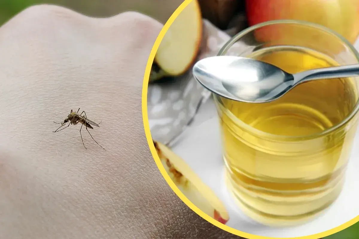 Komar na skórze i szklanka z płynem, być może ocet na komary jako naturalny sposób na pozbycie się ich.