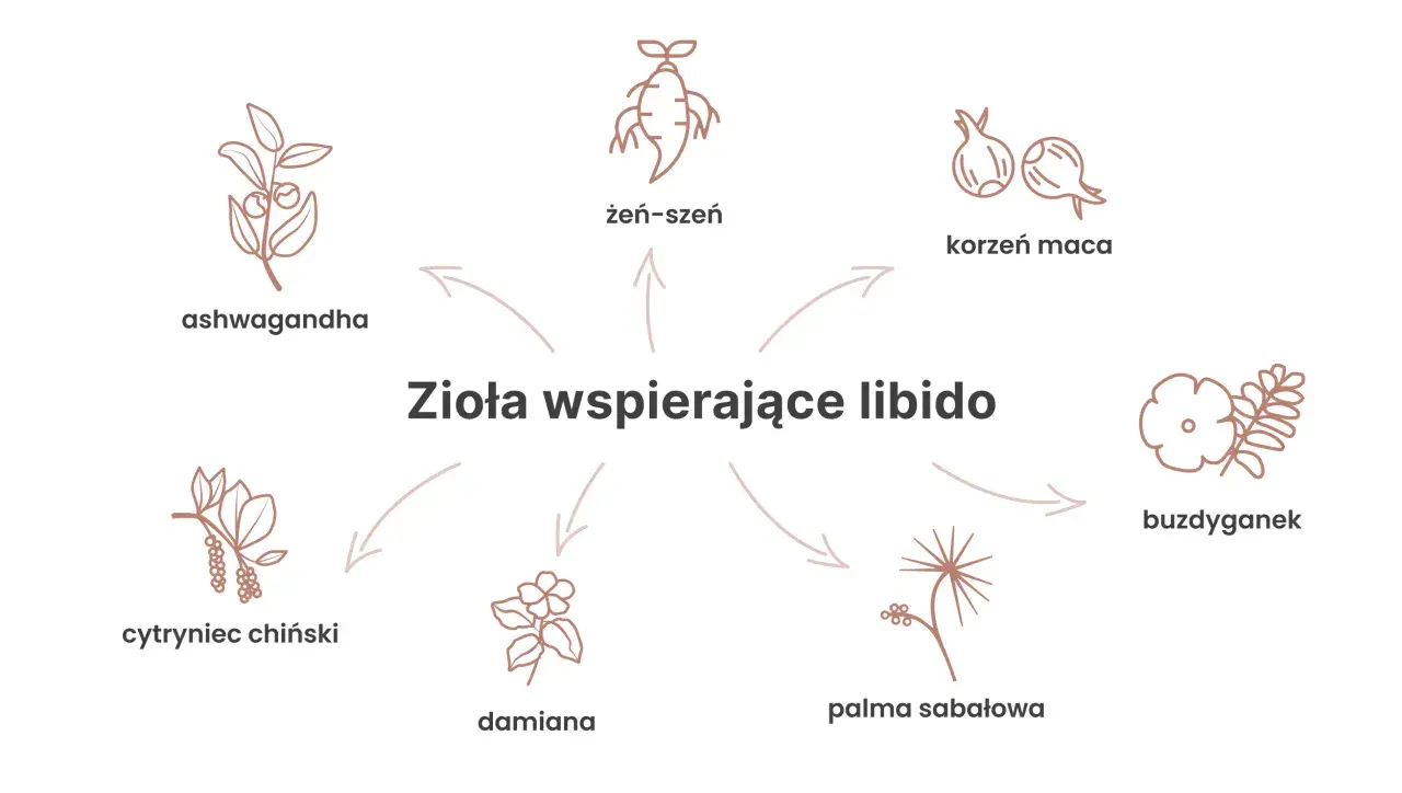 Ilustracja przedstawia zioła wspierające libido: żeń-szeń, korzeń maca, ashwagandha, cytryniec chiński, damiana, palma sabałowa i buzdyganek.