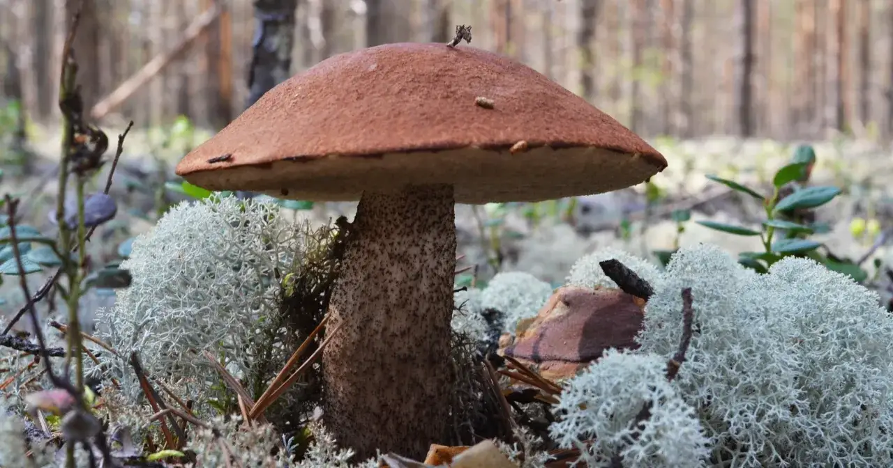 Grzyb w lesie, otoczony porostami. Pieczarki to nie tylko smak, ale i cenne wartości odżywcze.