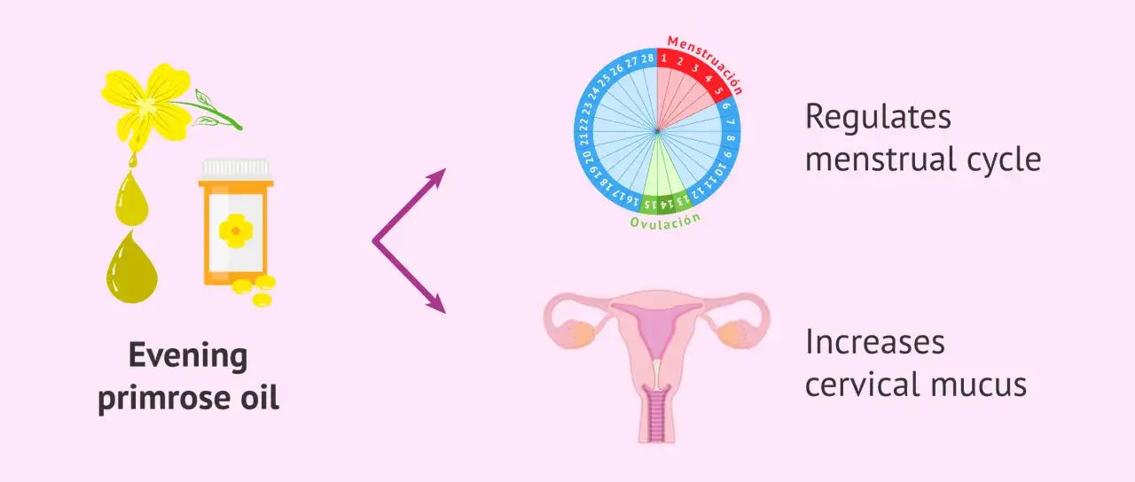 Olej z wiesiołka wspiera płodność, regulując cykl menstruacyjny i zwiększając śluz szyjkowy.