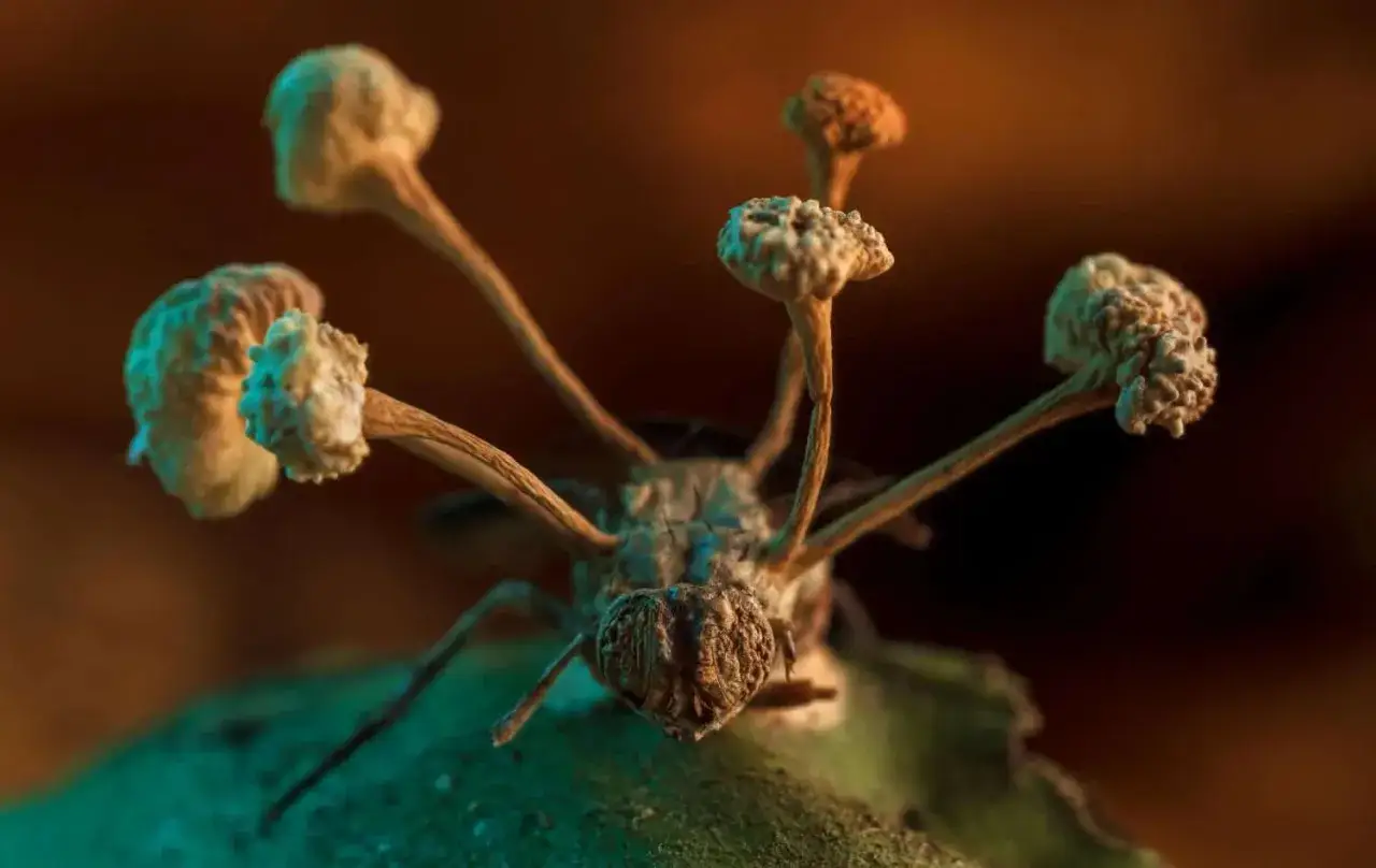 Zainteresował Cię cordyceps? To grzyb pasożytniczy, który wyrasta z martwego owada, tworząc na nim grzybowe