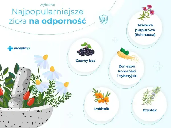 Zioła na odporność: jeżówka, czarny bez, żeń-szeń, rokitnik, czystek i dzika róża w moździerzu.