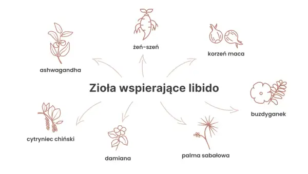 Ilustracja przedstawia zioła wspierające libido: żeń-szeń, korzeń maca, ashwagandha, cytryniec chiński, damiana, palma sabałowa i buzdyganek.