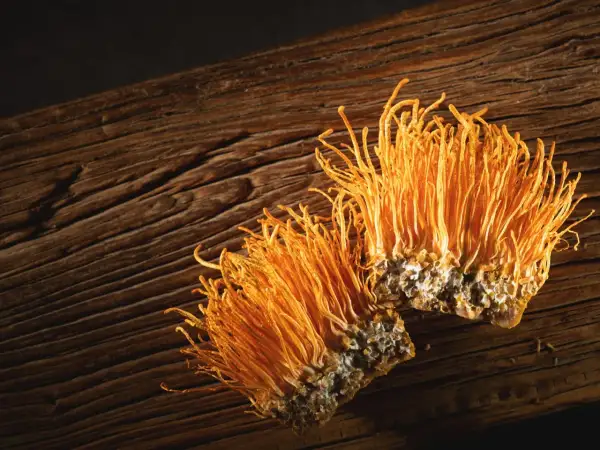 Dwa pomarańczowe grzyby cordyceps, które wyglądają jak małe, puszyste szczoteczki, leżą na drewnianej desce. Cordyceps co to? To niezwykły grzyb.
