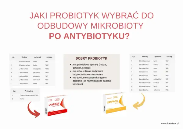Wybór probiotyku po antybiotyku: zestawienie szczepów bakterii i prebiotyków, z przykładami produktów Sanprobi.