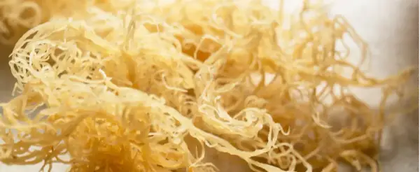 Zbliżenie na suszone, żółtawe niteczki sea moss, przypominające delikatną koronkę.